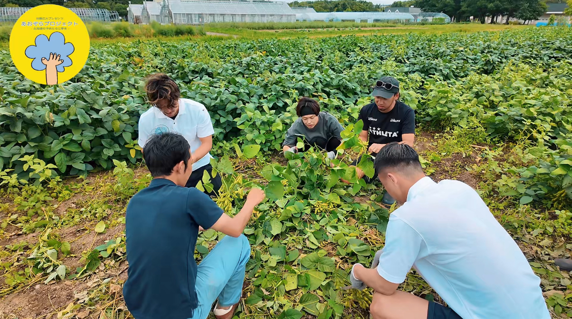 秋に枝豆を収穫しました